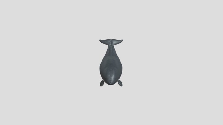 Delfin Chileno 3D Model