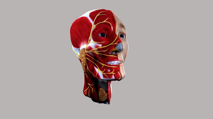 Head model - muscles and nerves 3D Model