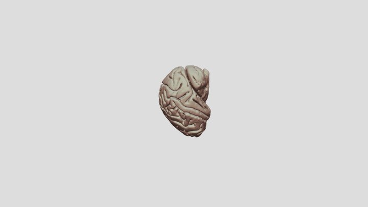 Gorilla Brain 3D Model