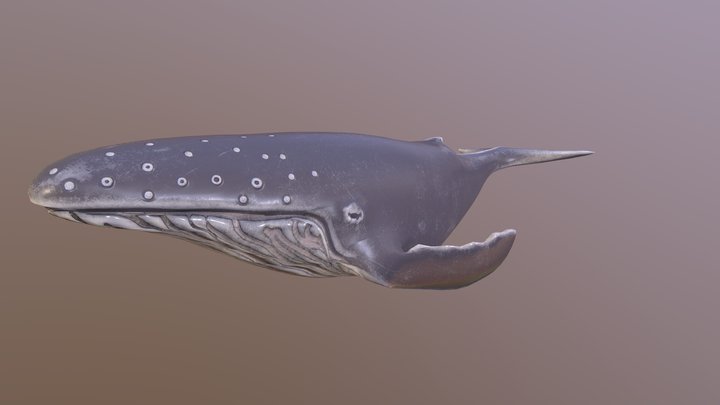 Humpback Whale (Idle) 3D Model
