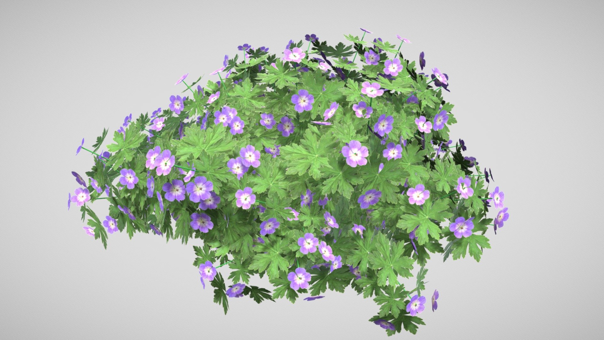 Geranium PURPLE