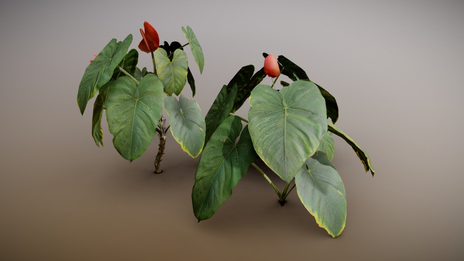 hanging plants for house English Ivy Plant in Hanging Basket  Lush, Air-Purifying Indoor/Outdo   The Garland Guy