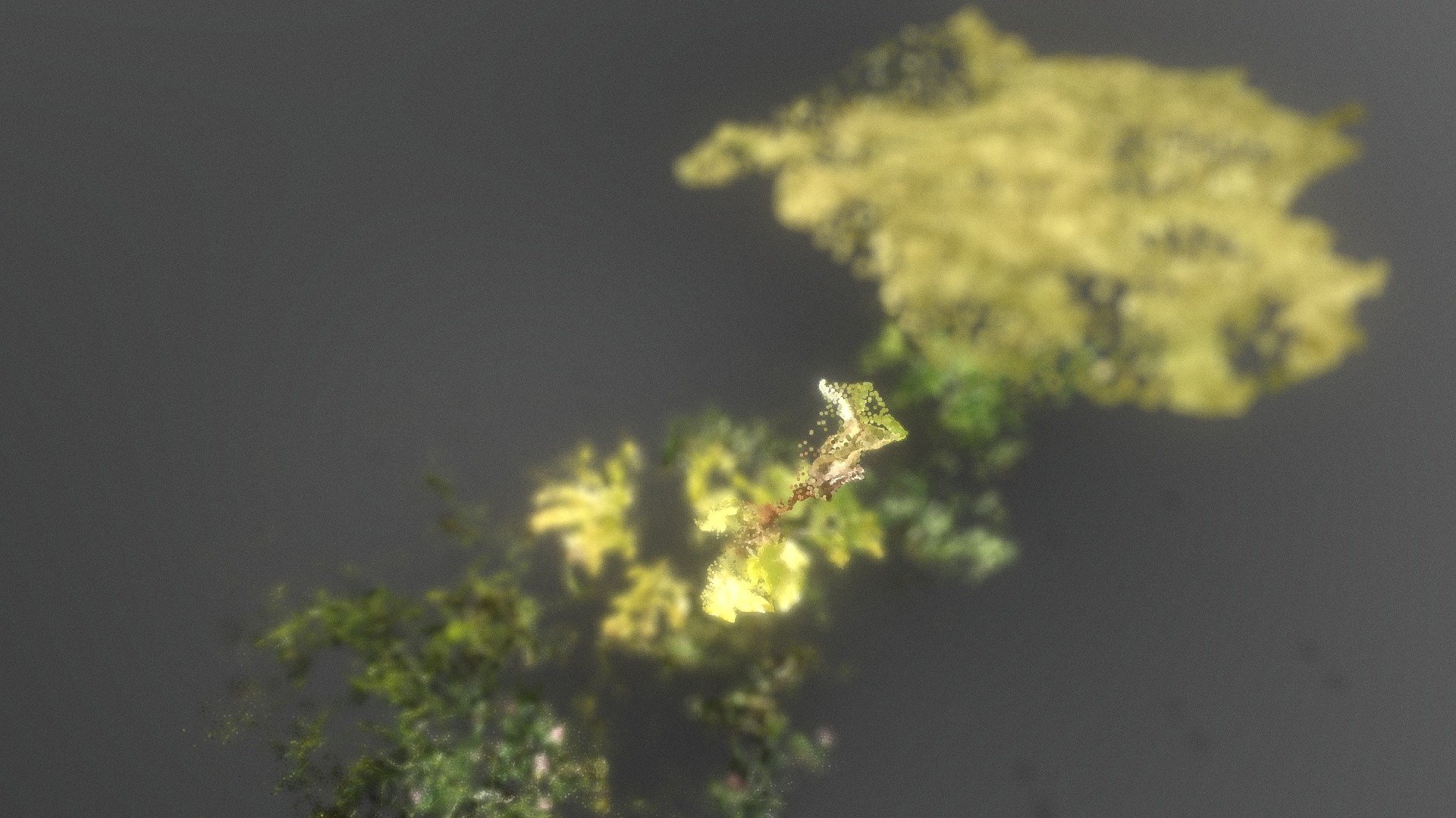 heracleum