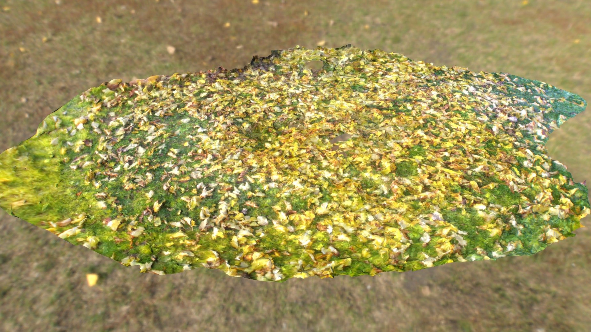 bimage # free nature assets # Autumn 01