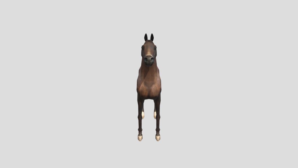 Arabian Horse Resting Position