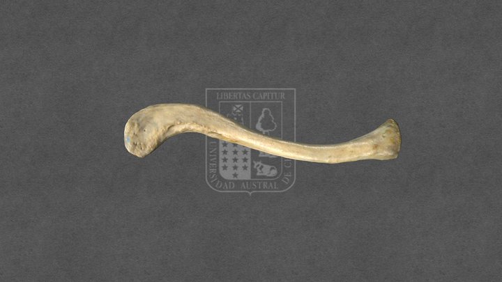 Clavicula/Clavicle 3D Model