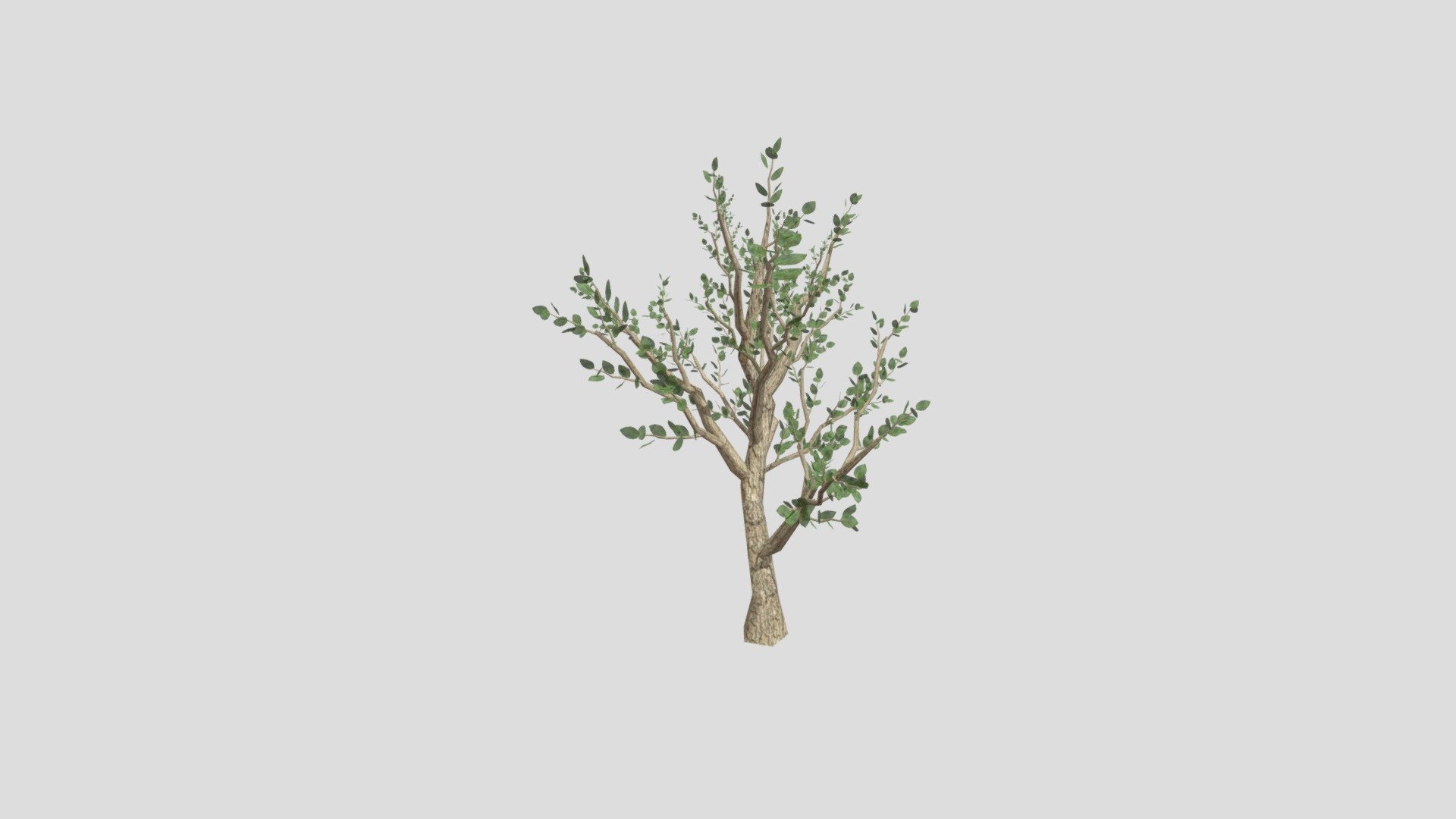 Apple Tree