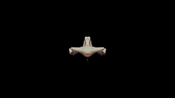 Frog Pelvis 3D Model