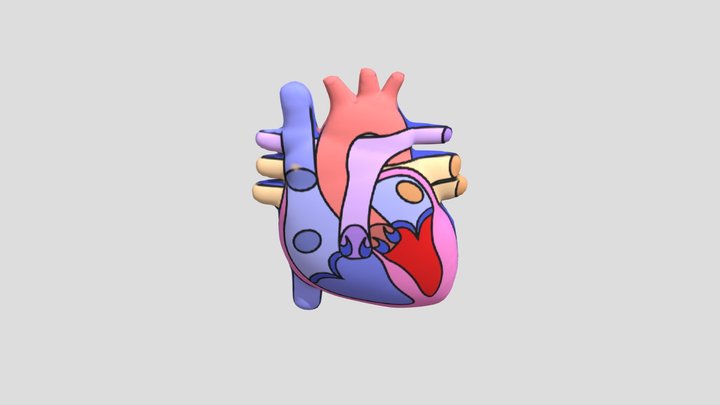 Bagian-Bagian Jantung Manusia 3D Model
