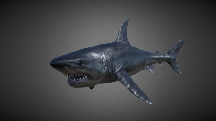 Shark Animation 3D Model