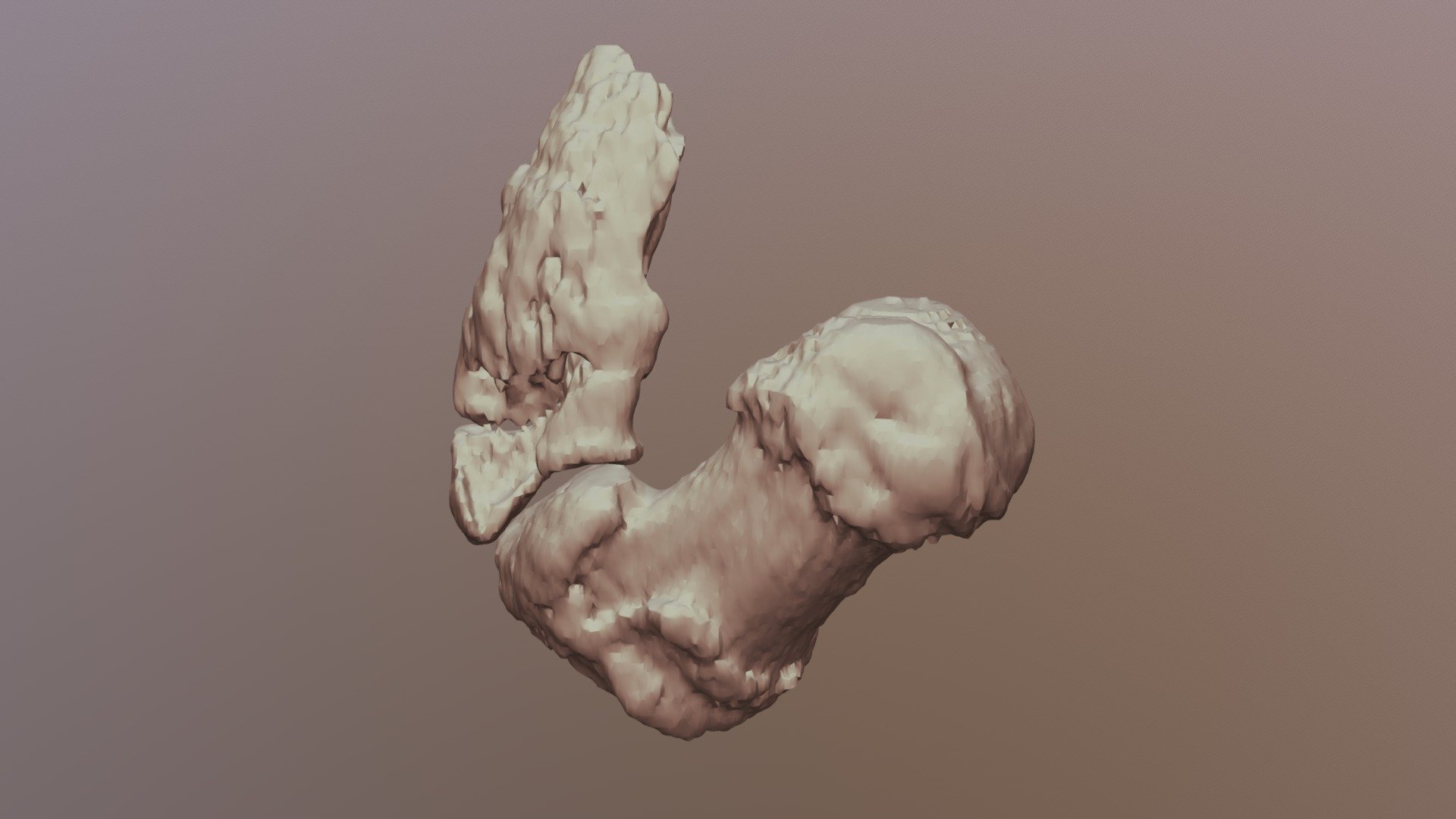 Prepollex- false "sixth finger" of an elephant