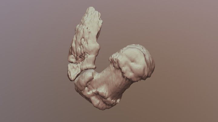Prepollex- false "sixth finger" of an elephant 3D Model