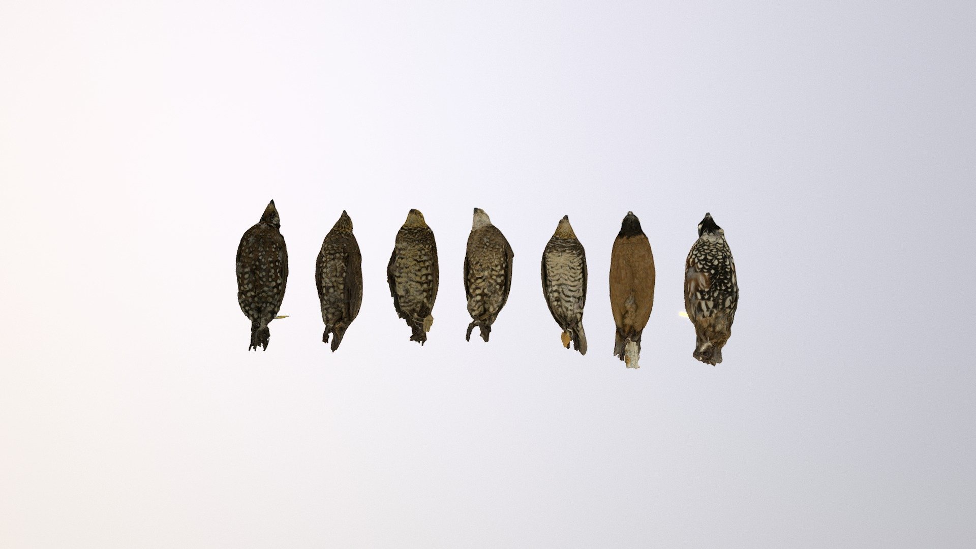 November Quails Best