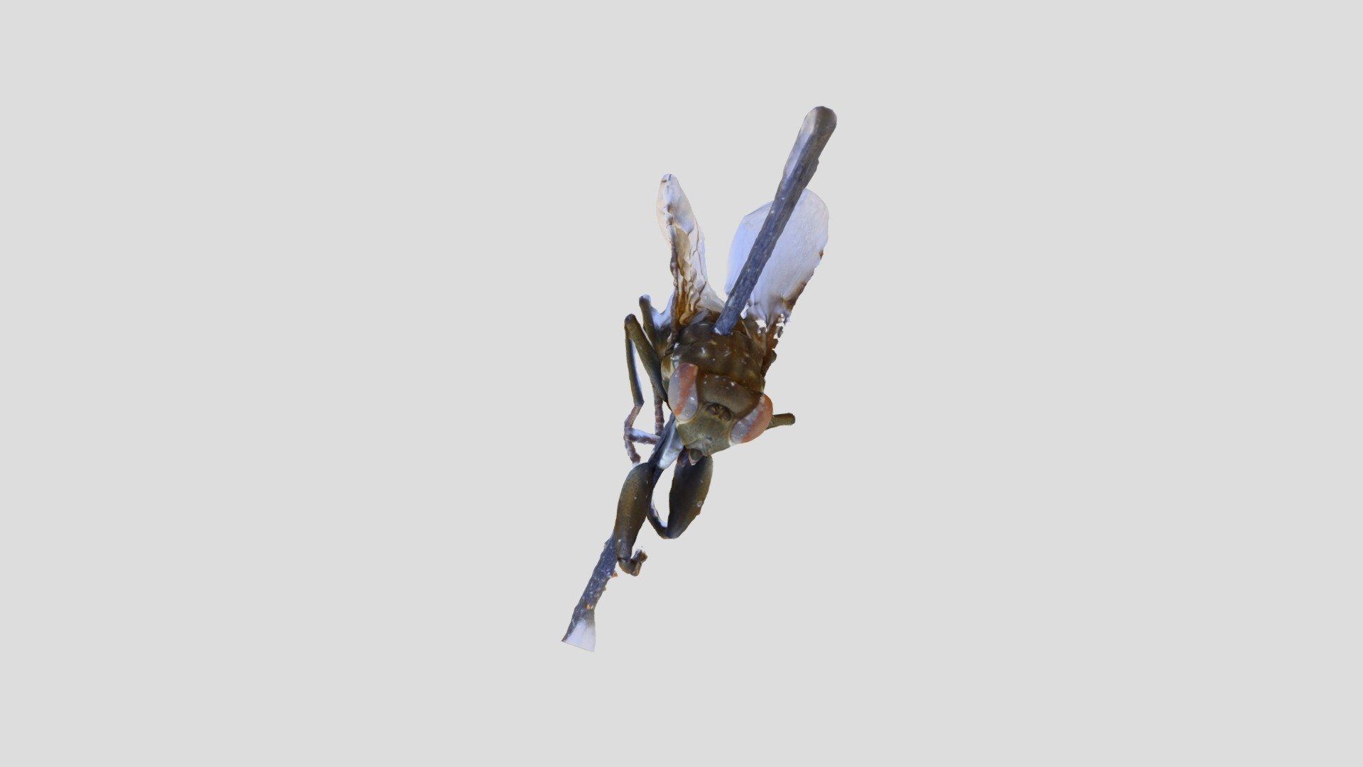 Mantis Fly ver.B