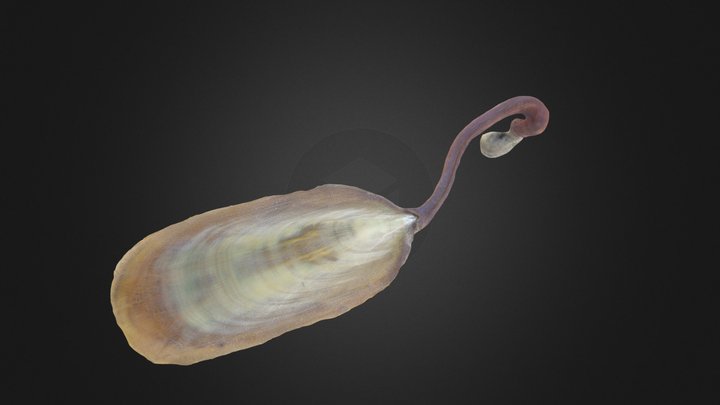 Brachiopod: Lingula anatina (PRI 76882) – Modello 3D gratuito STL