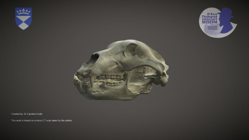 Brown Bear skull (for mobile devices)