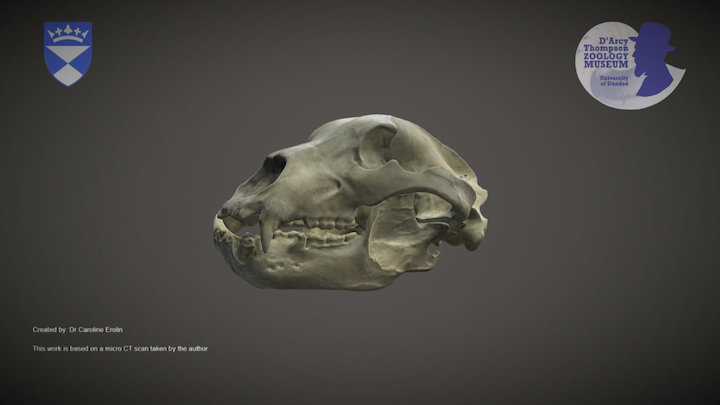Brown Bear skull (for mobile devices)