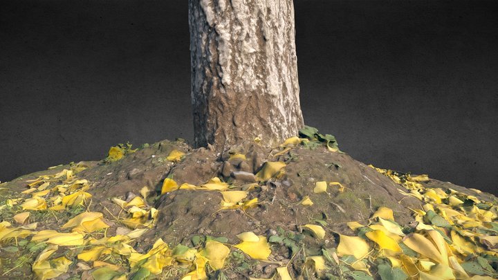 Treetrunk02 3D Model