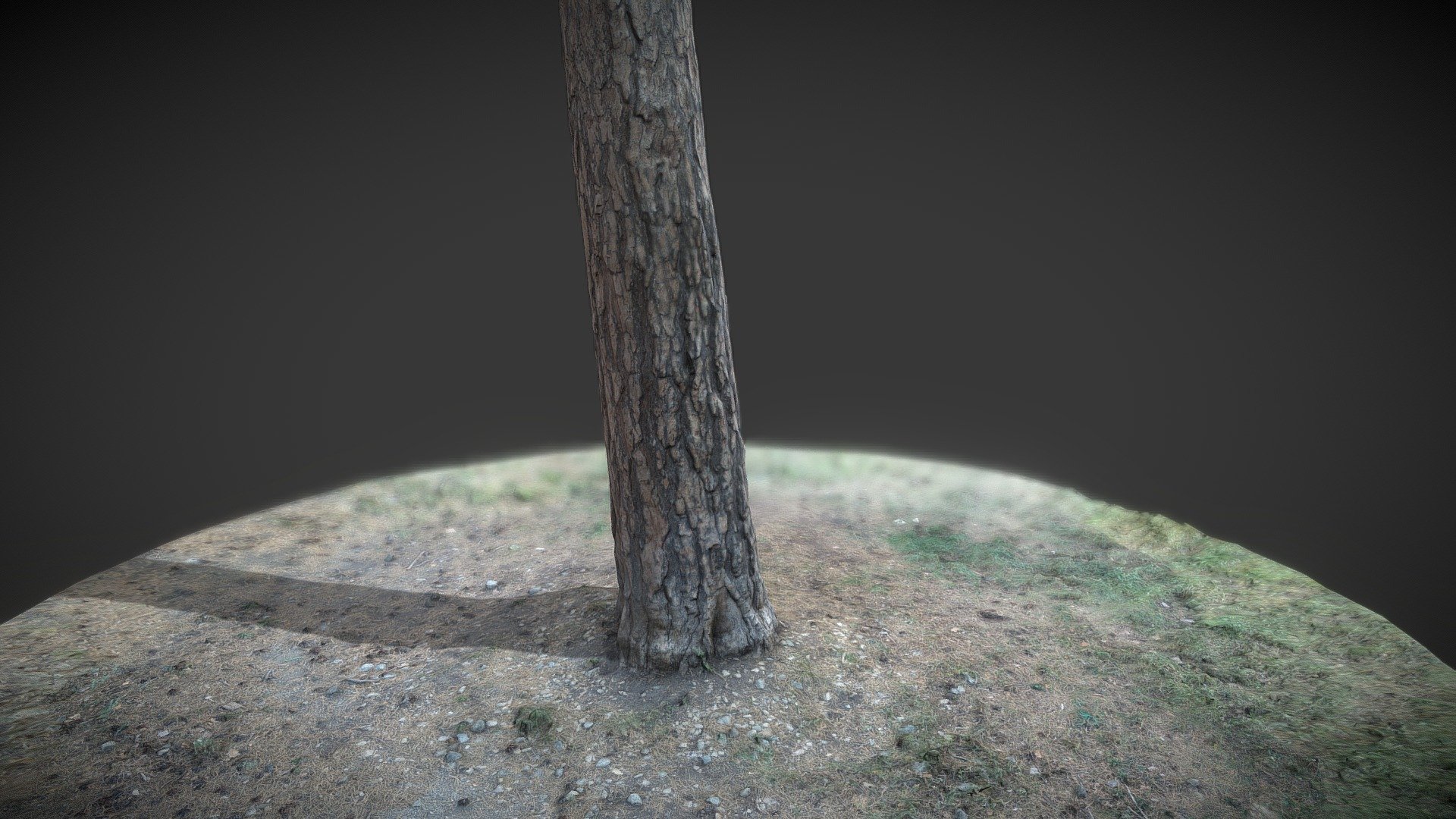 Ствол сосны. Pine trunk.
