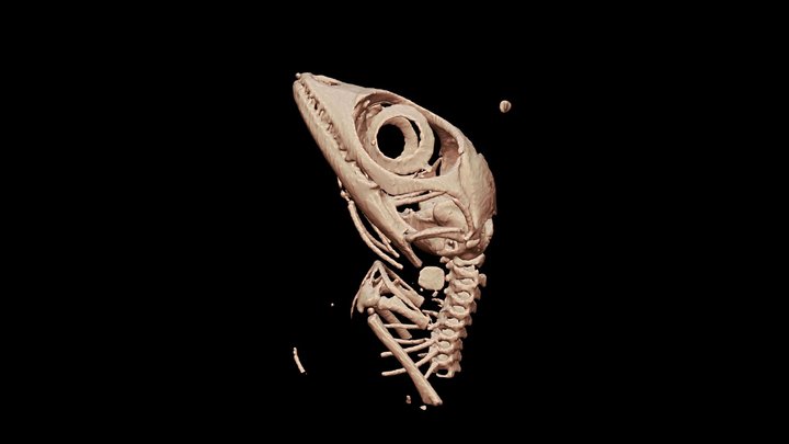 Cybotes Hatchling 3D Model