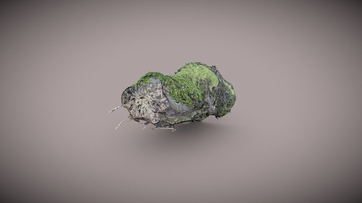Tree Stump - 3D Model - Photogrammetry 3D Model