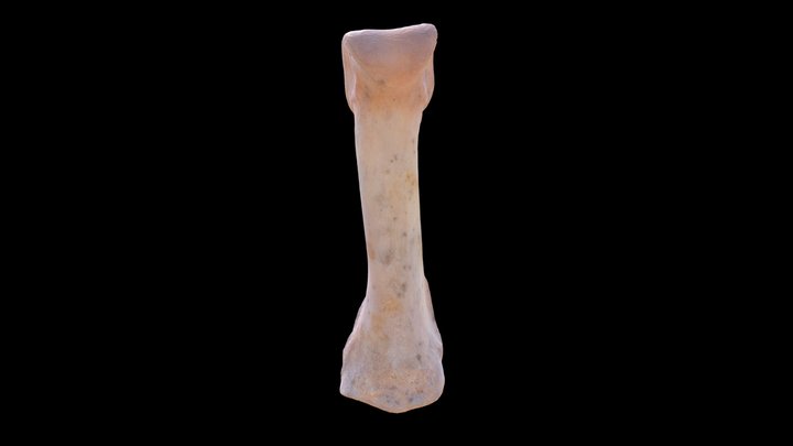Falange proximal Lama glama 3D Model