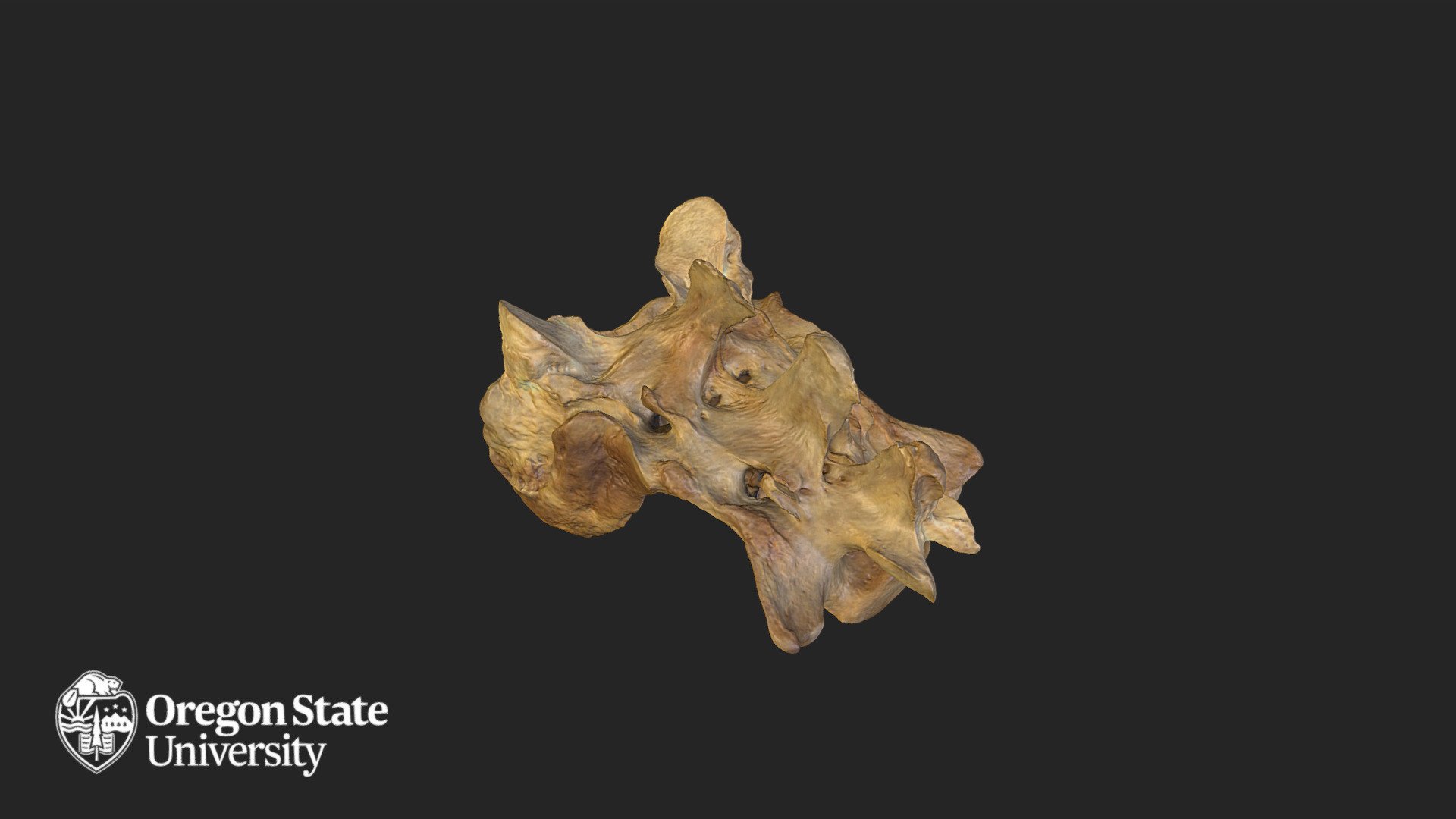 Cougar - FW 643 - Sacrum