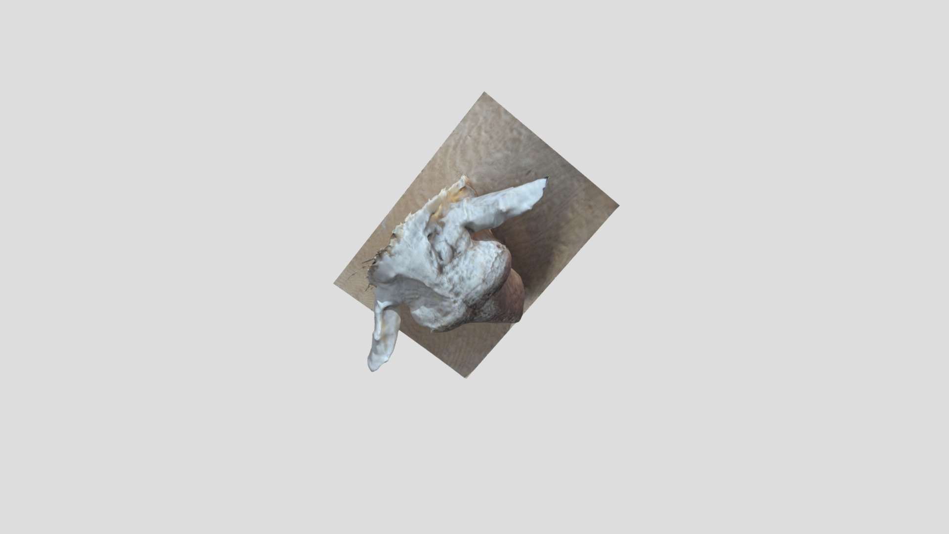 Ewe's head