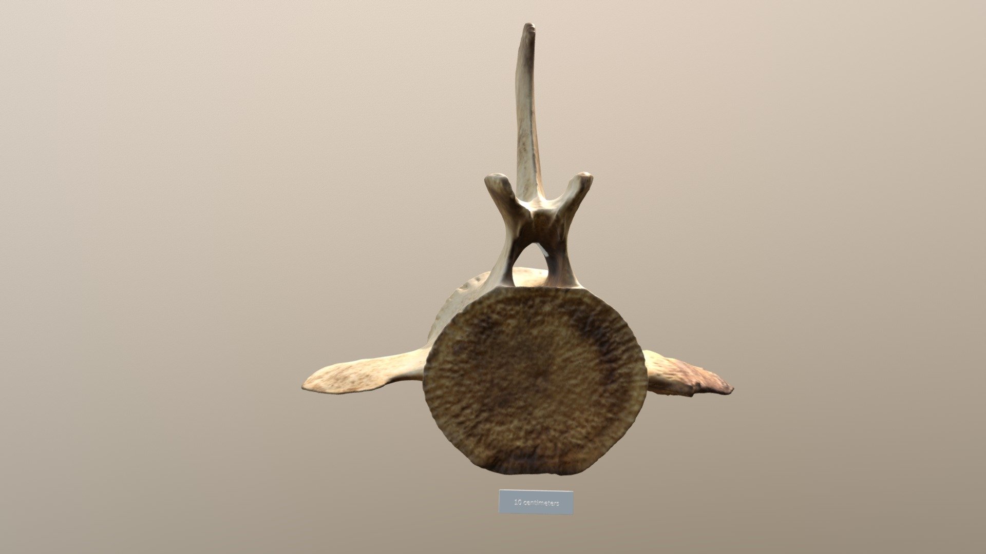 Fin Whale Vertebra (VCU_3D_3637)