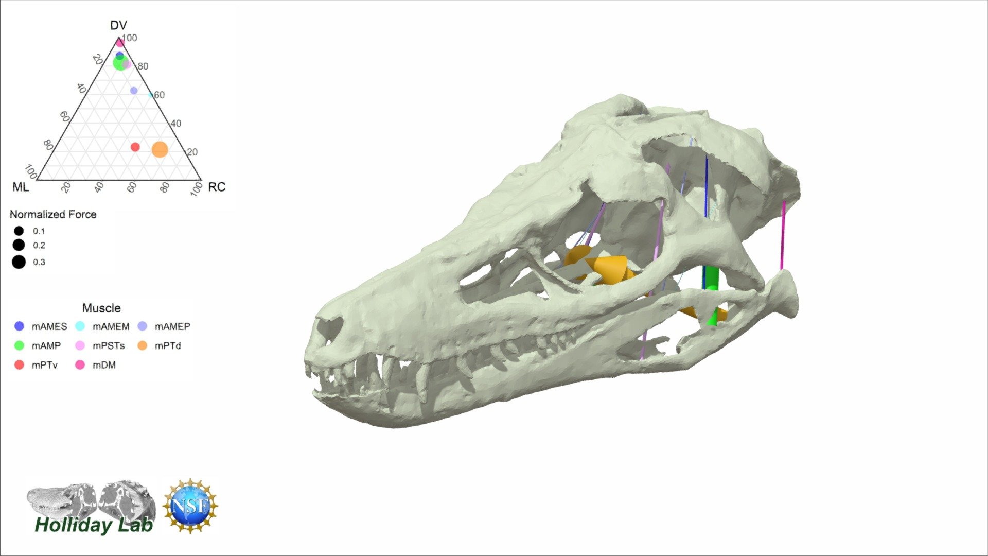 3D Jaw Muscles of Junggarsuchus sloani