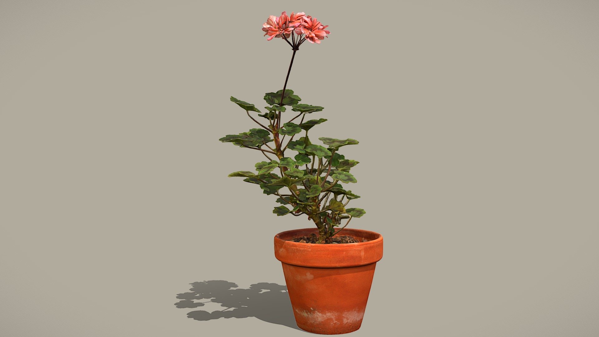 Pelargonium - Buy Royalty Free 3D model by Lassi Kaukonen (@thesidekick ...