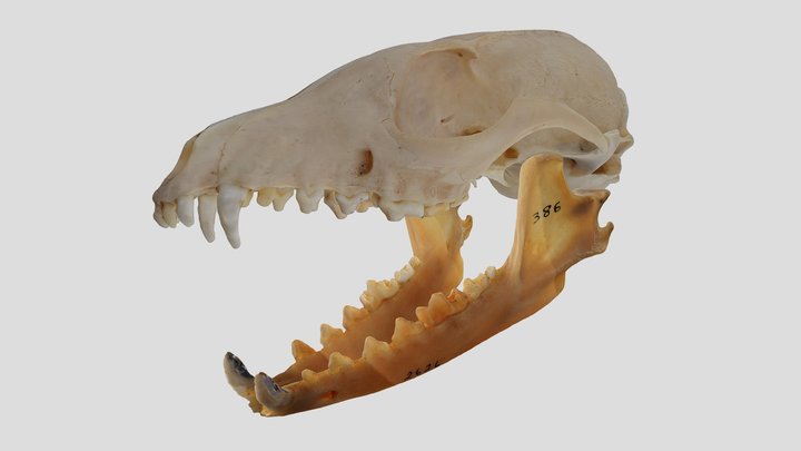 YPM MAM.002626 Gray fox (skull)
