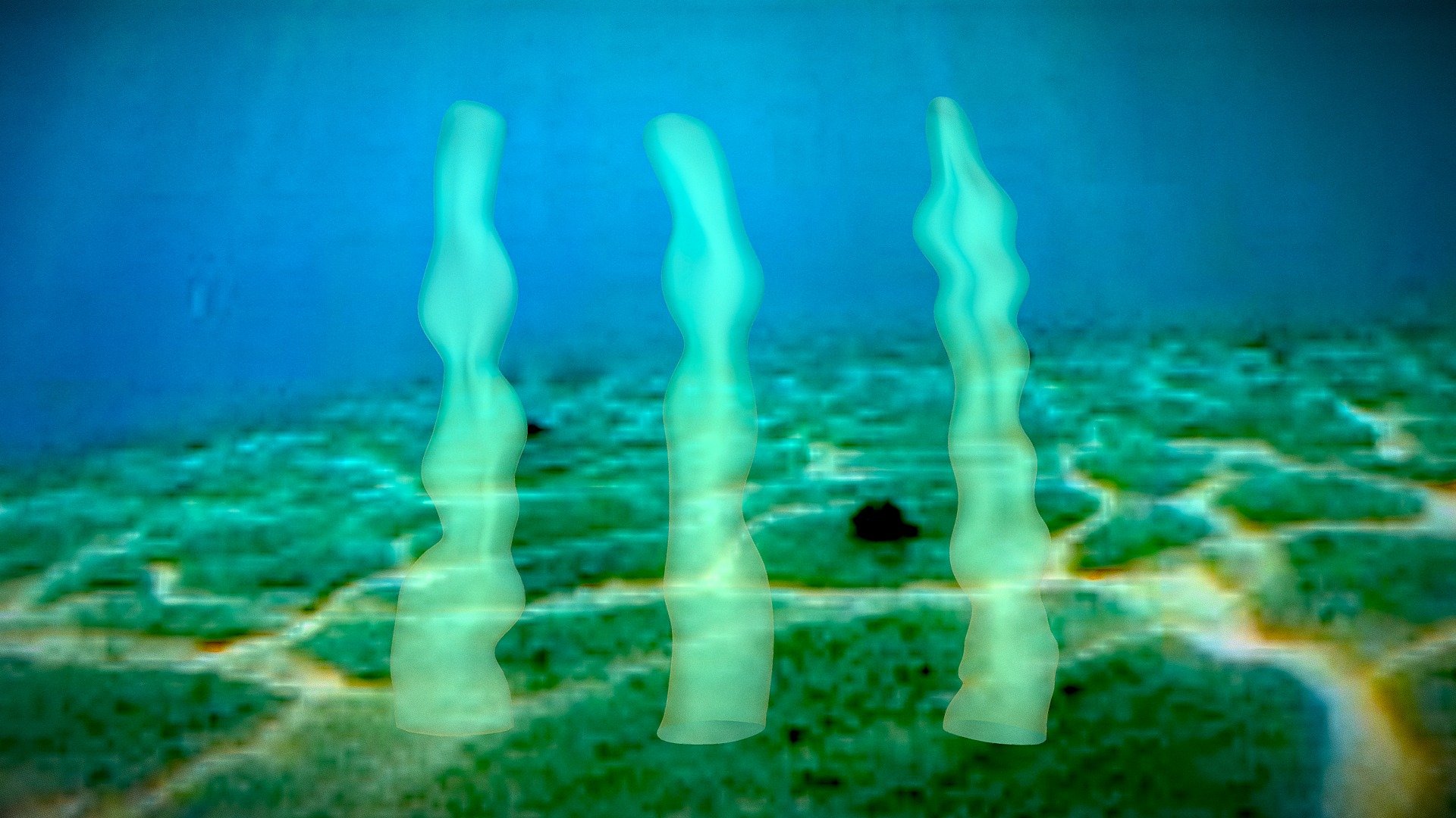 Seaweed
