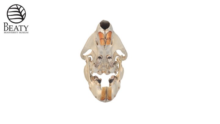 8017 American Beaver – Free 3D Model STL