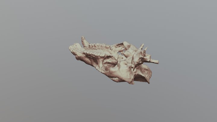 Peccary Skull (Inferior Portion) 3D Model