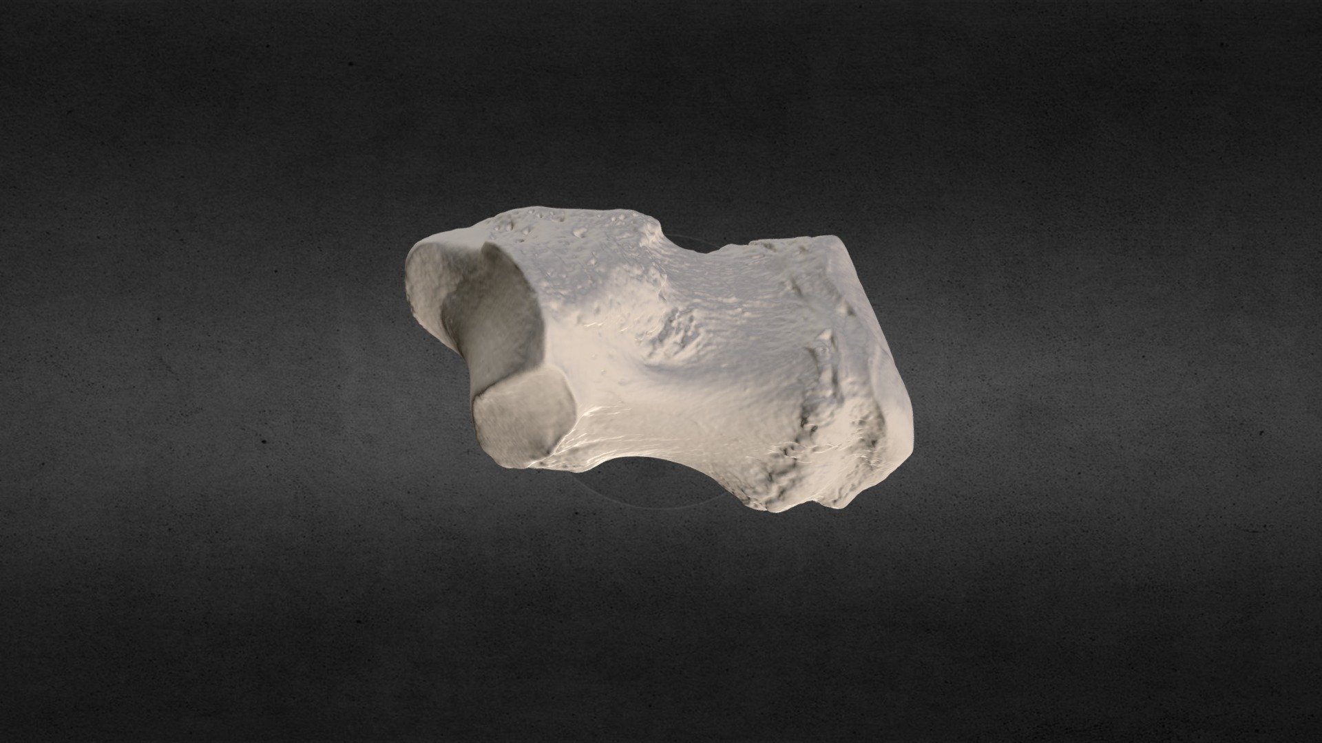 Loxodanta africana (elephant) L Metacarpal V