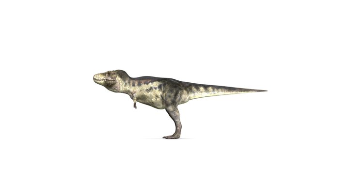 Dinoraul Tyrannosaurus Rex Accurate Rigged 2