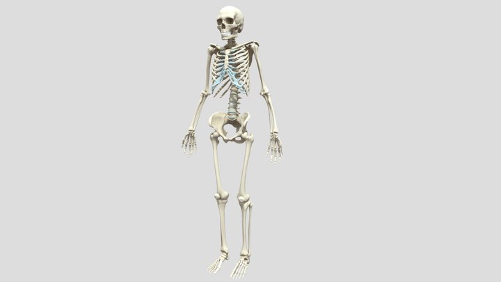 Huesos_ Completos 3D Model