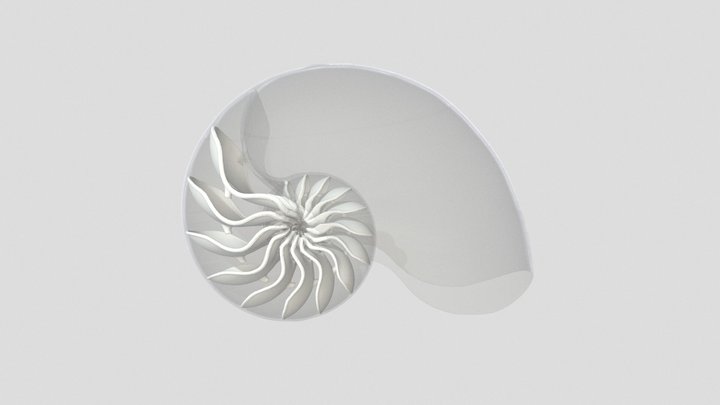 𝘕𝘢𝘶𝘵𝘪𝘭𝘶𝘴 𝘱𝘰𝘮𝘱𝘪𝘭𝘪𝘶𝘴 3D Model