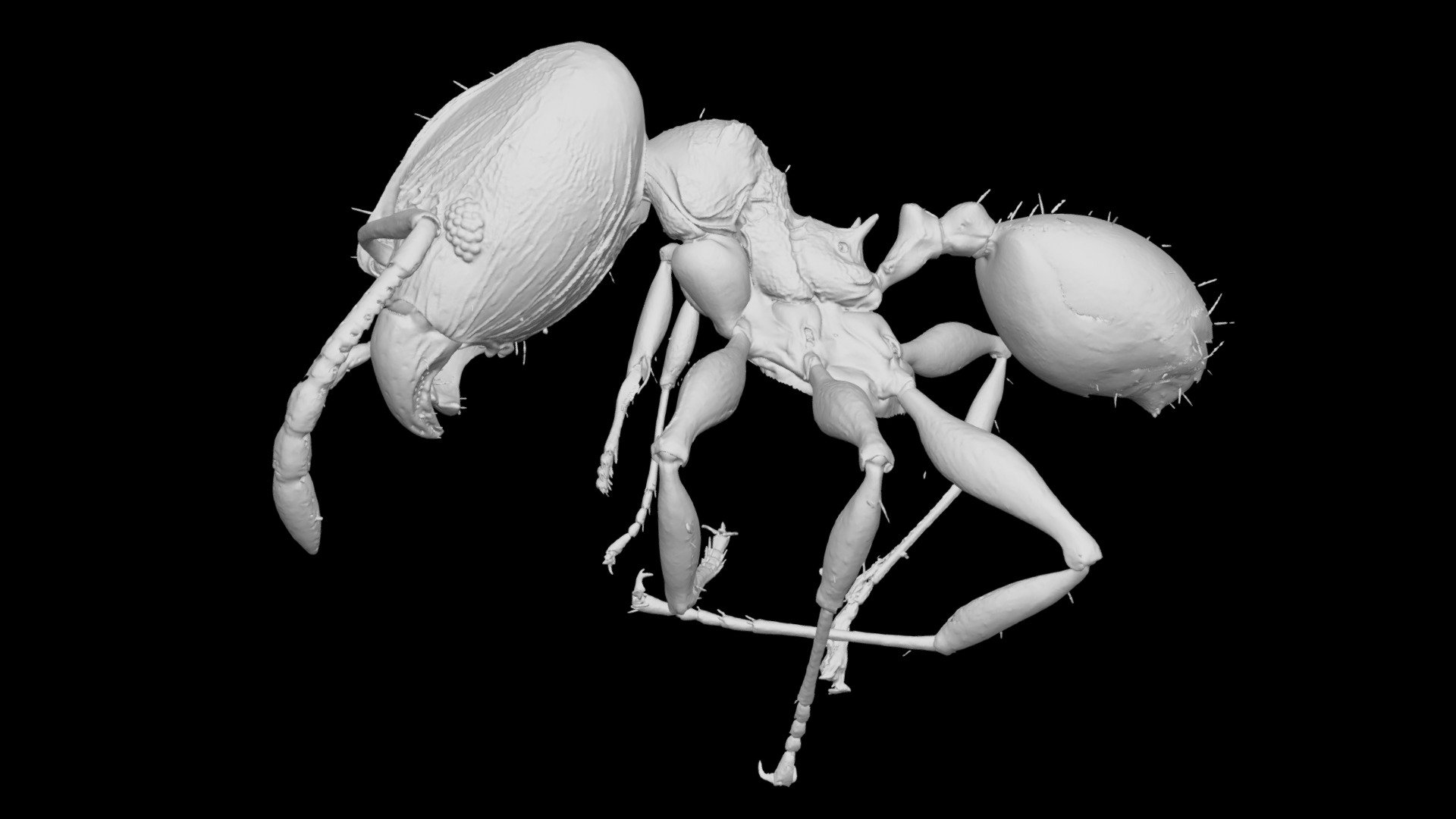Pheidole ululevu Major Worker CASENT0183915