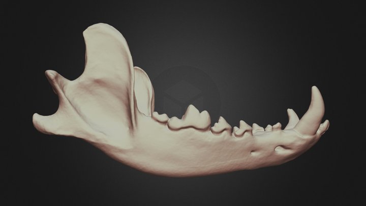 Canis lupus (Grey Wolf) Mandible 3D Model