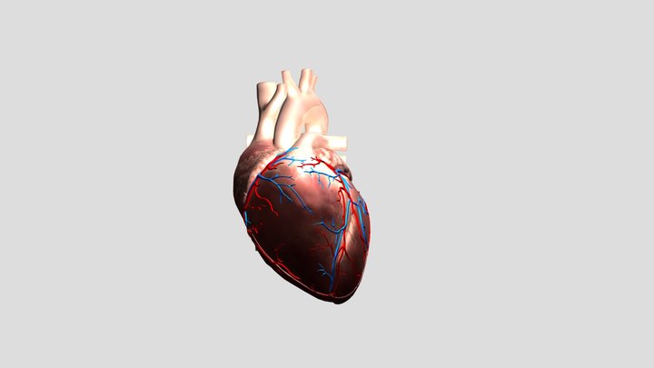 Human Heart 3D Model