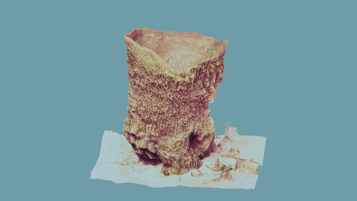 Ancient Giant Barrel Sponge "Xestospongia muta" 3D Model
