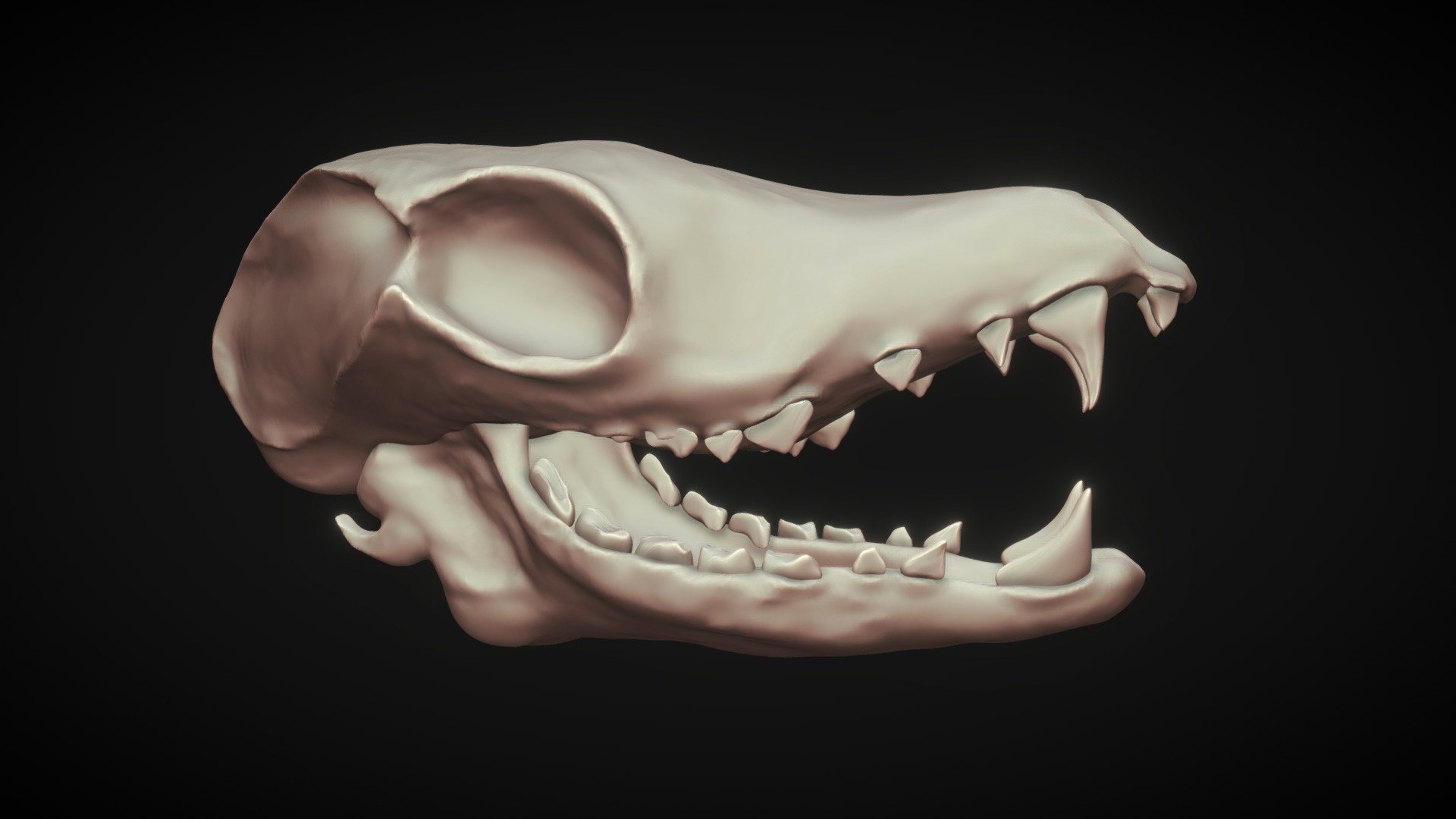 Animal Skull Buy Royalty Free 3D model by tran.ha.anh.thu.99 [bdbd7ad] Sketchfab Store