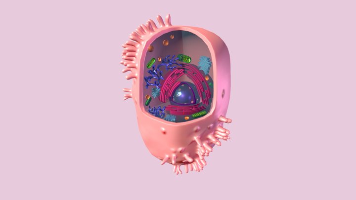 Hepatocyte and organelles 3D Model