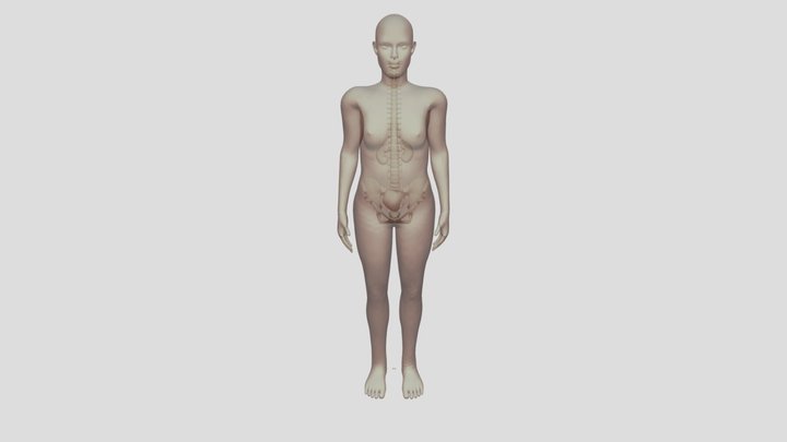Embryo And Uterus 3D Model