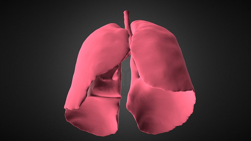 Pulmones - 3d Model By Núcleo Diagnóstico (@nucleoradiologico) [bdc56c9 