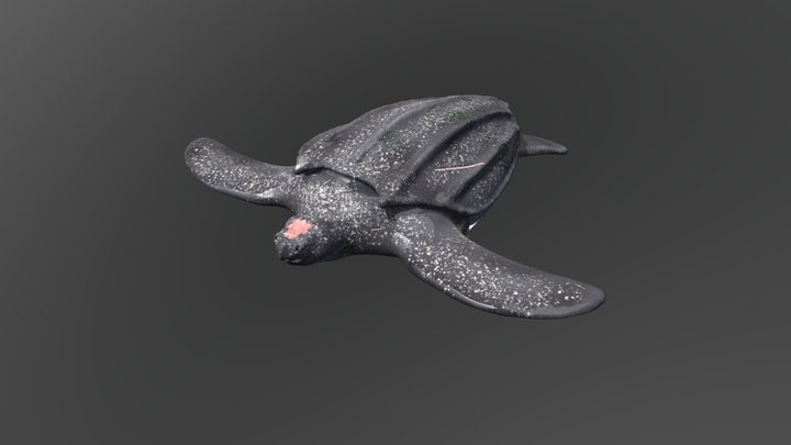 Leatherback Sea Turtle Final 3D Model