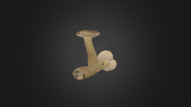 Mialro Tylopilus felleus 07 3D Model