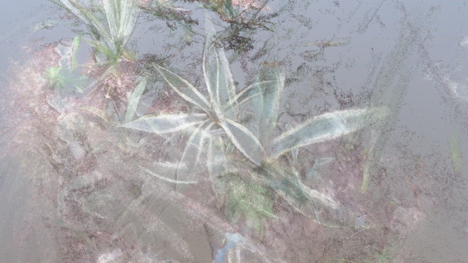 “Fussy Agave” -- #dreamcatcher #agave #canada